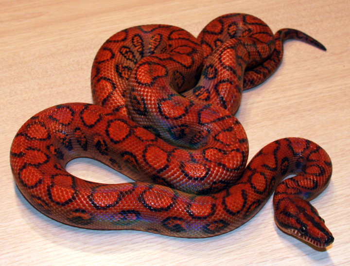 Brazilian Rainbow Boas for sale